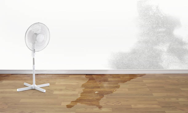 Best Professional water damage repair  in Shillington, PA